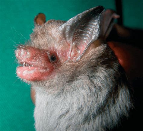 19 of the Cutest Bat Species