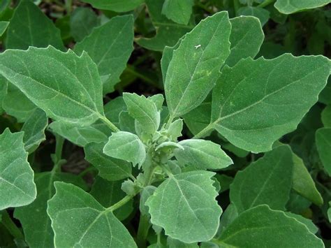 Fat Hen, Lambs Quarters, White Goosefoot, Chenopodium album