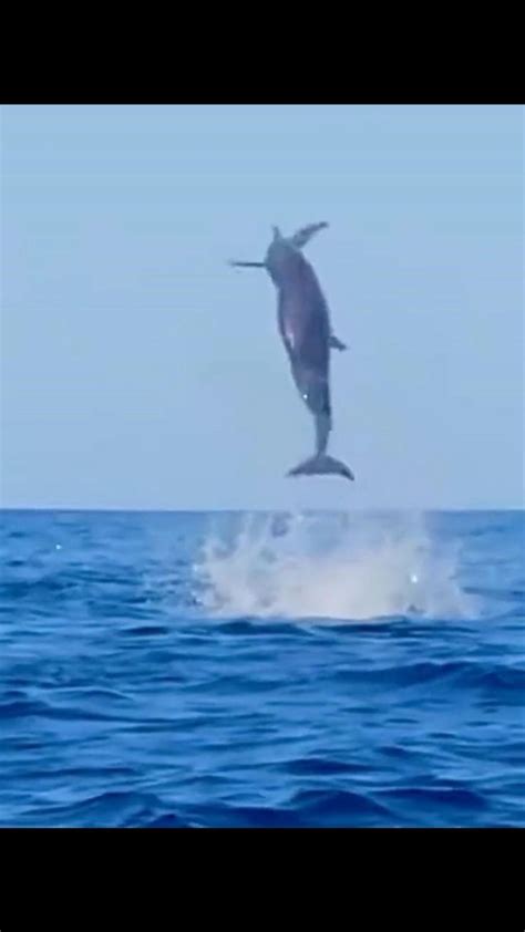 A Dolphin’s incredible jump | 水生 生物, 哺乳類, 海洋生物