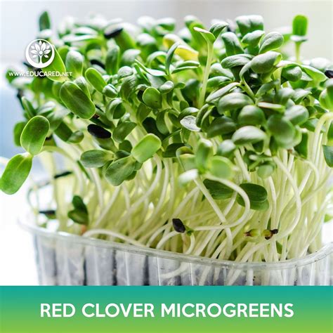 Red Clover Microgreens Seeds – Educared