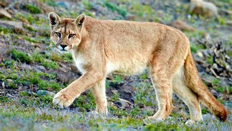 Agroindustria relevará la presencia de pumas en territorio bonaerense « Diario La Capital de Mar ...