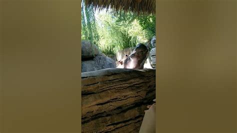 Hippo feeding in the fort worth zoo # cute hippopotamus # feeding - YouTube