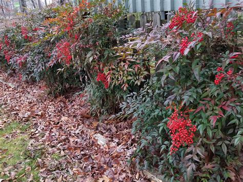 Nandina shrubs offer gorgeous winter color | Mississippi State University Extension Service