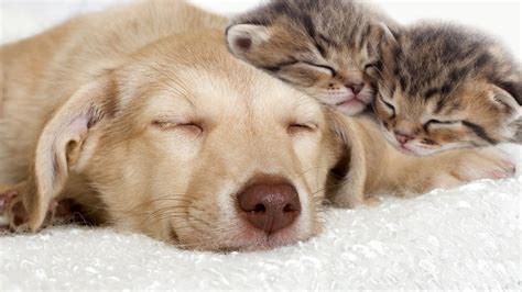 Cat and Dog Desktop Wallpapers - Top Free Cat and Dog Desktop ...