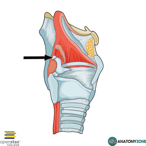 Anatomy of larynx