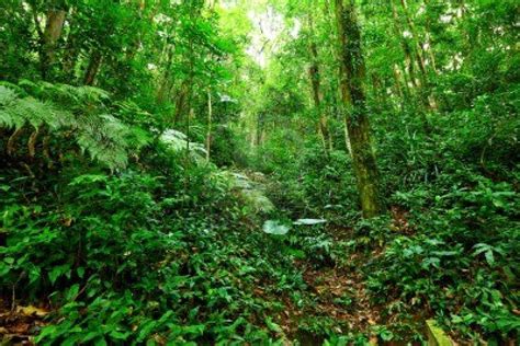 Tropical Rainforest Biome Plants And Animals - Viewing Gallery