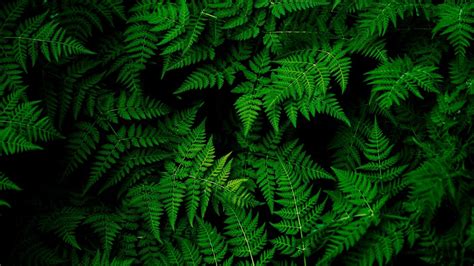 1366x768 Wallpaper leaves, plant, green | Green leaf wallpaper, Green ...