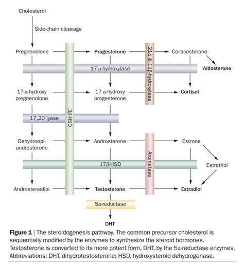 Michael Scally MD - Mostly Androgens: Targeting 5[Alpha]-Reductase For Prostate Cancer