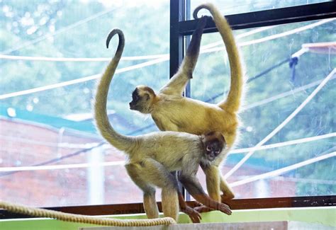 Zoo to welcome spider monkeys to new habitat