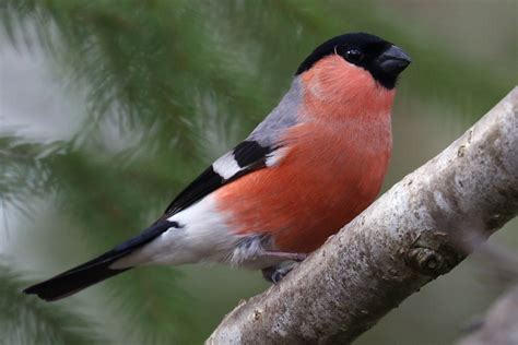 Eurasian bullfinch (2 pictures) – Michael Nordeman Photography