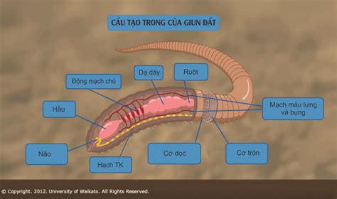 SỰ THÍCH NGHI CỦA GIUN ĐẤT