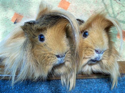 Top 5 Guinea Pigs with the Wildest Hair - Pets Reporter