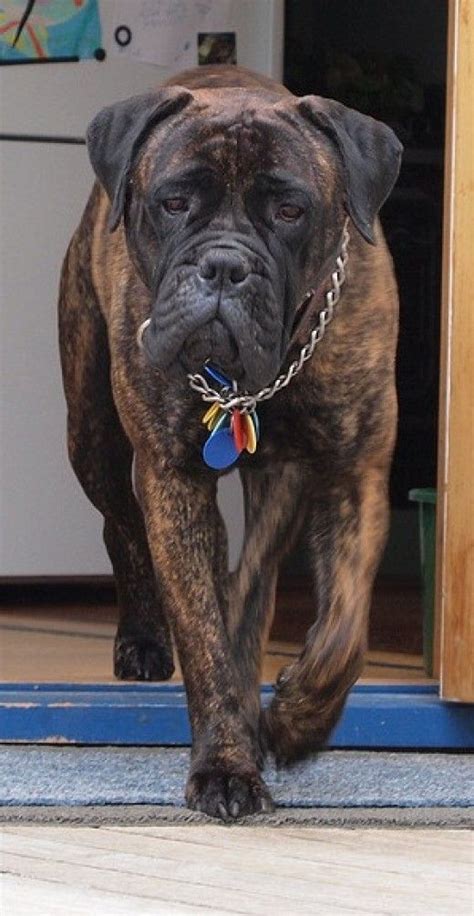 An Introduction to the Bullmastiff - Smooshy Wrinkly Dogs | Mastiff puppies, Bull mastiff, Dogs