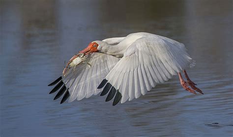 Photographing Birds in Flight