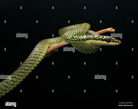 Golden Flying Snake, Chrysopelea ornata Stock Photo - Alamy