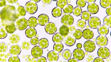 6,627 Algae Live Images, Stock Photos, 3D objects, & Vectors | Shutterstock