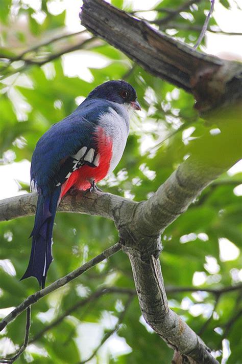 El Tocororo. Ave Nacional de Cuba. Lleva en su plumaje los colores de ...