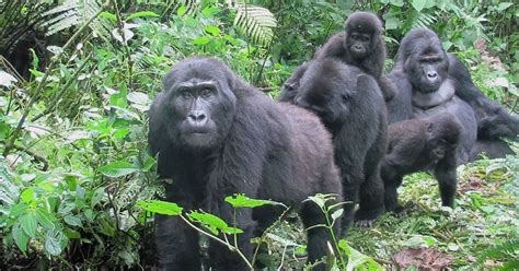 How can we protect Mountain Gorillas from Extinction? | Gorilla Tours