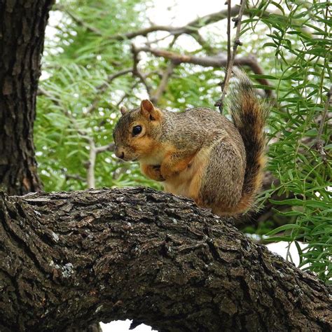 Squirrel In A Tree by David G Paul | Squirrel, Mesquite tree, Round ...