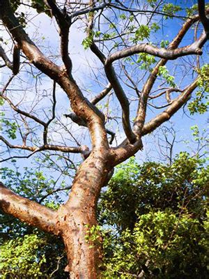 gumbo limbo tree medicinal uses - Elfreda Epstein