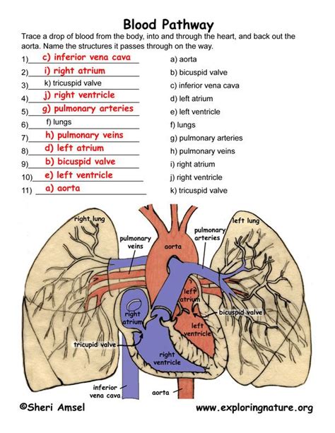 Circulation Through the Heart and Lungs -- Exploring Nature Educational ...