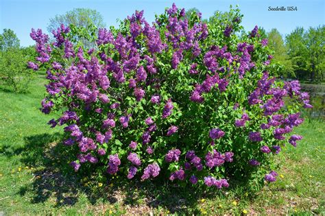 25 FRENCH / Old FASHIONED LILAC Syringa Vulgaris Flower Shrub Bush ...