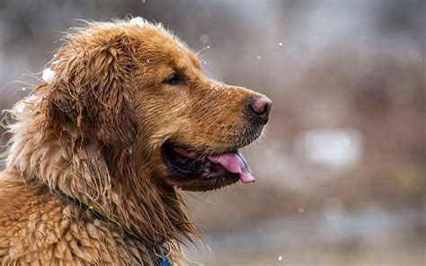 Download Dog Animal Golden Retriever 4k Ultra HD Wallpaper by Zanny ...