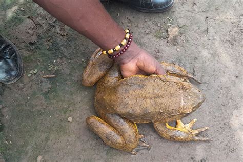 Saving The Goliath Frog - Culture