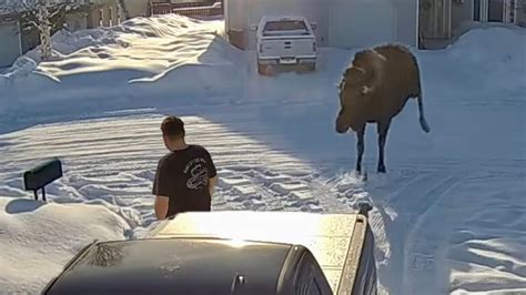 Crazy Moose Attack Couple on Snowmobile – 1Funny.com