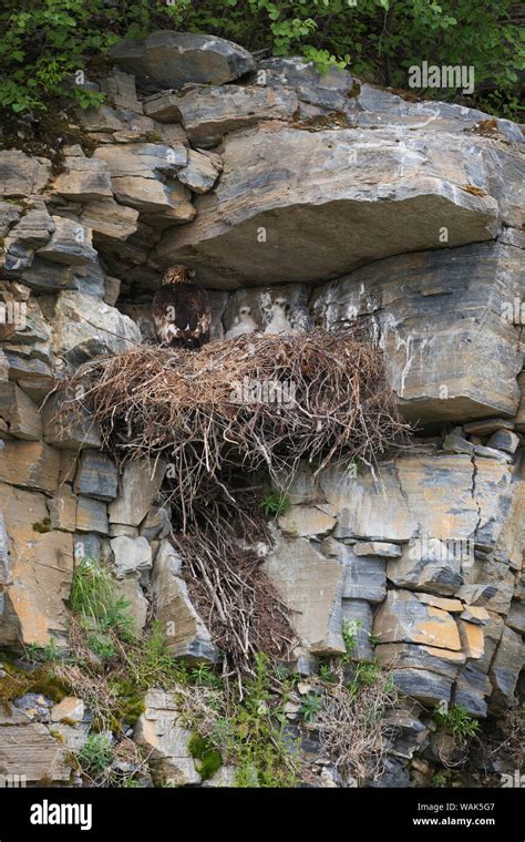 Golden eagle nest Stock Photo - Alamy