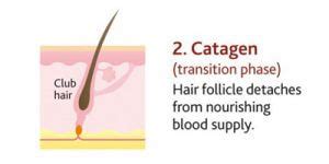 The life cycle of your hair-Hair changes at different stages