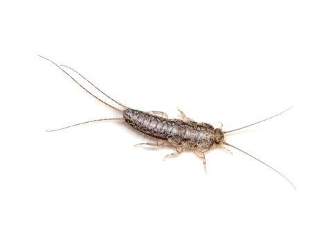 Silverfish as Pests in Australia - Professional Pest Manager