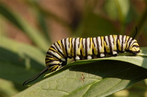 Caterpillar Identification Guide: 38 Caterpillar Species With Photos and Descriptions - Owlcation