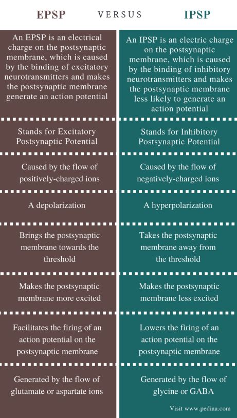 Difference Between EPSP and IPSP | Definition, Characteristics, Role, Similarities and Differences