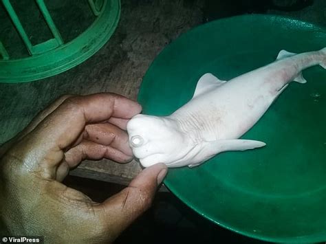 Just a cyclops baby albino shark in pictures - Strange Sounds
