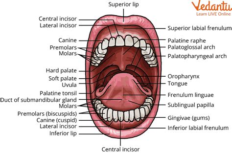 Parts of the Mouth - Learn with Examples for Kids