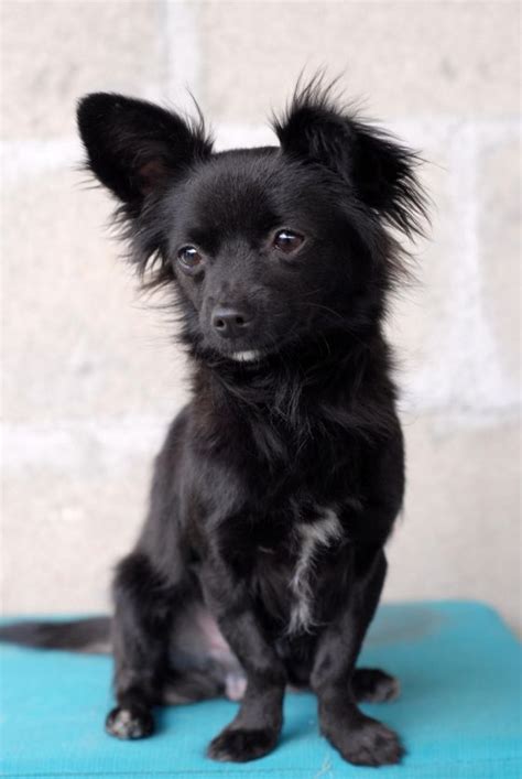 Adopt Angelo on Petfinder | Papillon dog, Black chihuahua, Chihuahua puppies