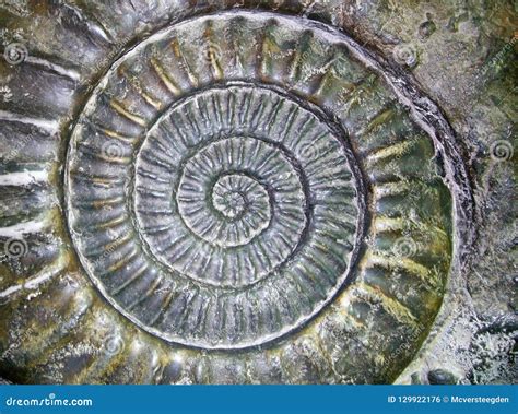 Stone Snail Shell Fossil Thermopolis US Stock Photo - Image of ...