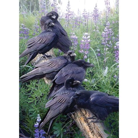 Puzzle: Raven Rendezvous | Pet raven, Raven bird, Crow photography