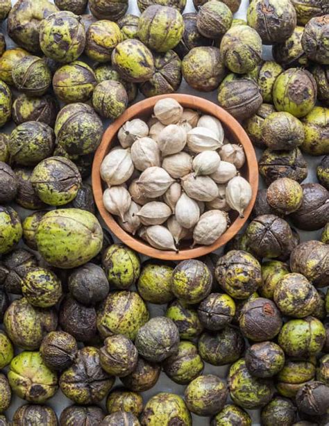 Shagbark Hickory Nuts: Harvesting, Cracking and Cooking