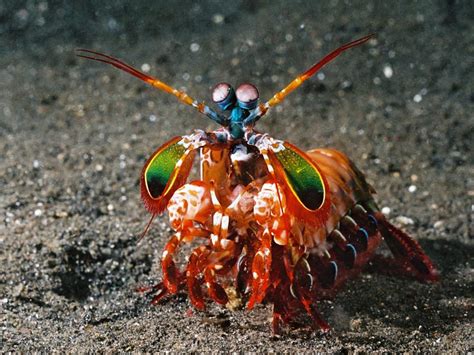 Don't Mess with the Peacock Mantis Shrimp | Featured Creature