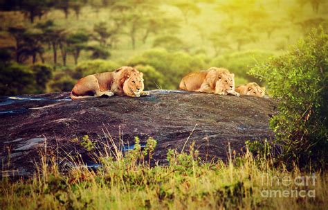 Lions on rocks on savanna at sunset. Safari in Serengeti. Tanzania. Africa Photograph by Michal ...