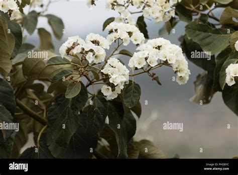 Flowers of Sudan Teak (Cordia africana Stock Photo - Alamy