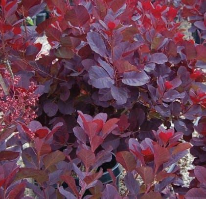 Cotinus 'Velvet Cloak' - C. M. Brown Nurseries Inc.