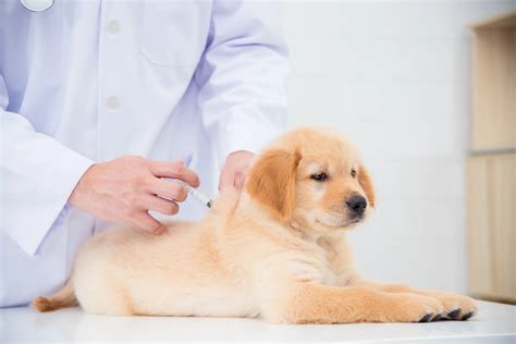 Home | Vet and pet care blog