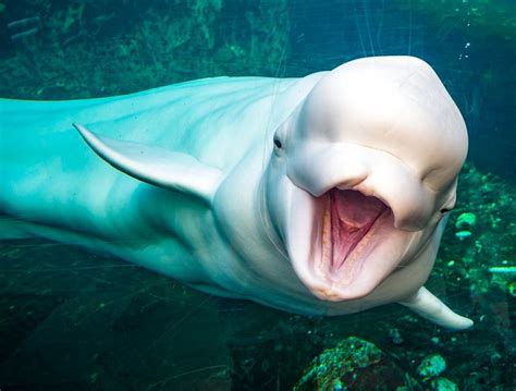 Why a Beluga's Squishy Head Is So Special