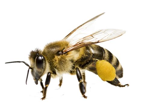 Bee PNG Transparent Image - PNG Mart