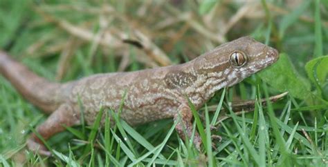 Jamaican Croaking Lizard | Lizard, Jamaicans, Anole