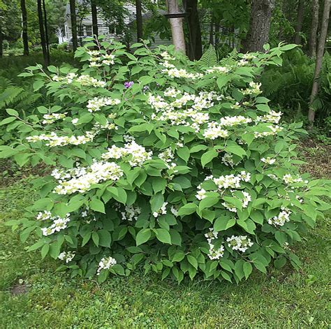 Pruning Viburnum Mariesii - Unique Some