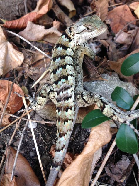 Reptile Love - dallasfoodorg: Texas Spiny Lizard (Sceloporus ...